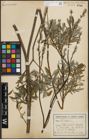 Foto von Salix repens subsp. rosmarinifolia (L.) Andersson